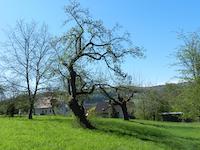 DSCN6018